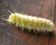 22nd Sep 2015 - White Wooly Worm