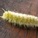 White Wooly Worm by daisymiller