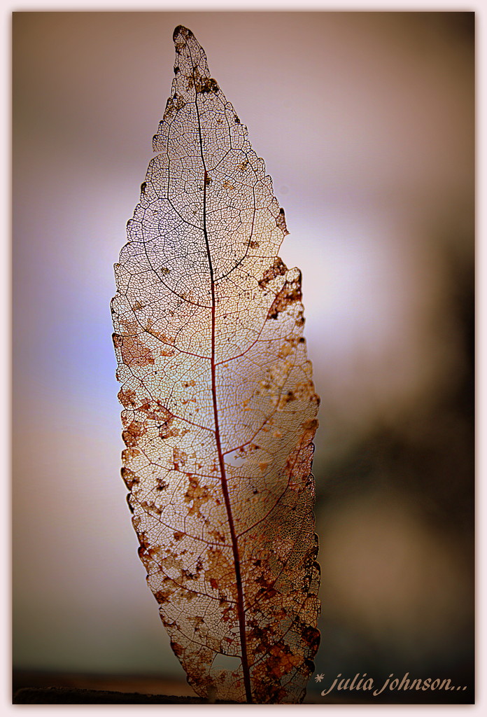 Skeleton Leaf... by julzmaioro