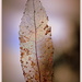 Skeleton Leaf... by julzmaioro
