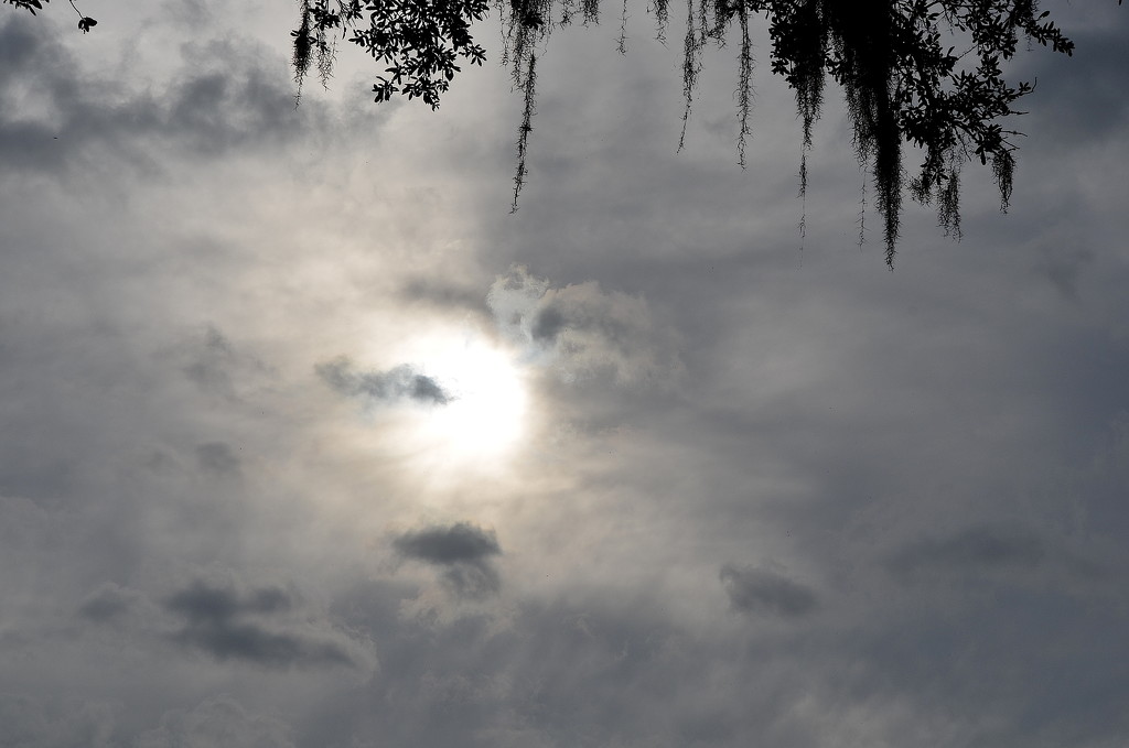 Afternoon skies, Magnolia Gardens by congaree