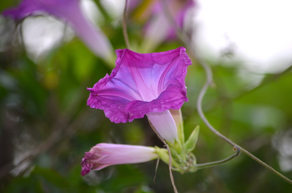 Morning glory, Magnolia Gardens by congaree