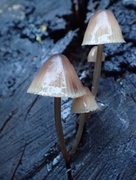 24th Sep 2015 - Mushrooms