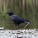 Carrion Crow by padlock