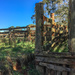 Dilapidated cattle loading facility  by pusspup