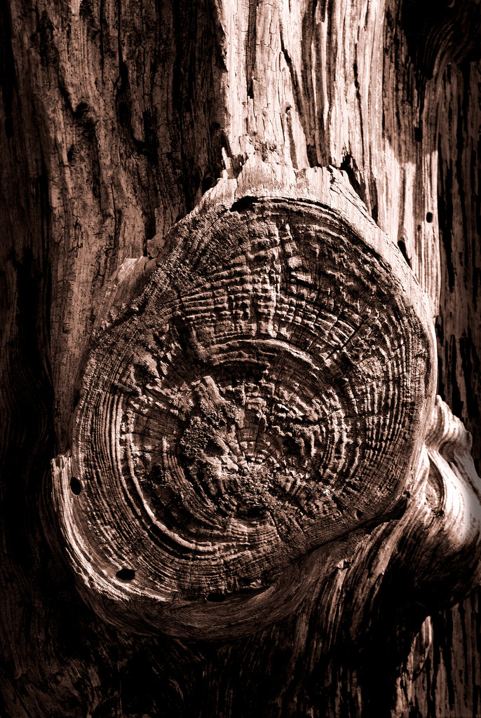 wood knot 3 by davidrobinson