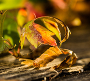 22nd Sep 2015 - fall leaves