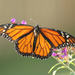 Danaus plexippus (Monarch) by rhoing