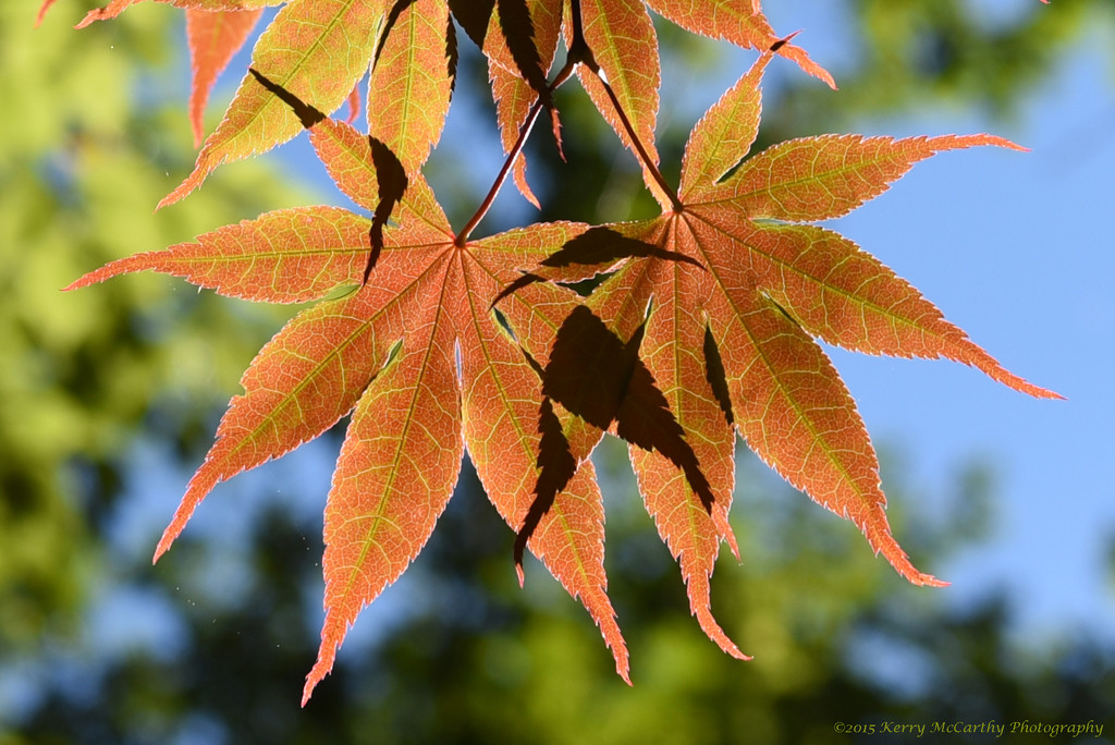 Overlapping leaves by mccarth1