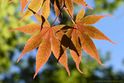 20th Sep 2015 - Overlapping leaves