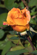 23rd Sep 2015 - Orange Rose
