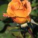 Orange Rose by rminer