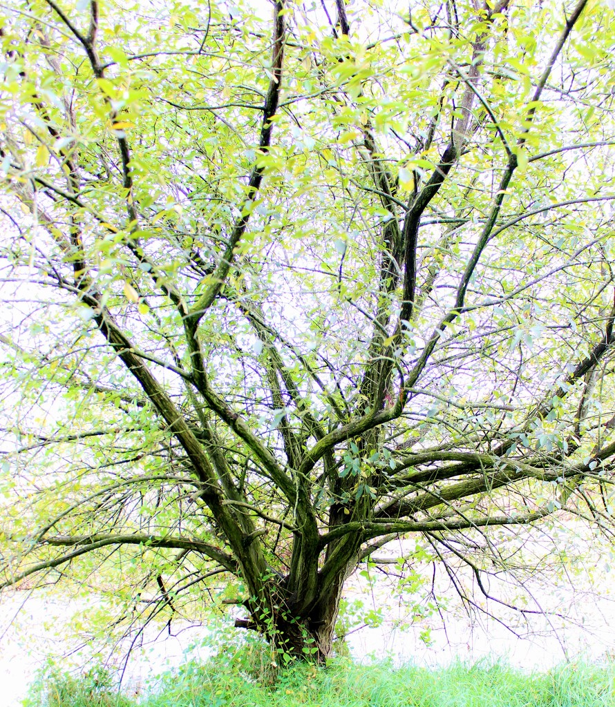 Garden Willow Tree by motherjane