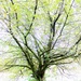 Garden Willow Tree by motherjane