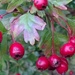 Hawthorn Berries by cataylor41
