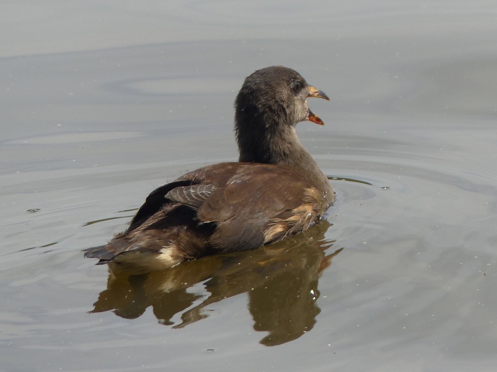  Young Moorhen by susiemc