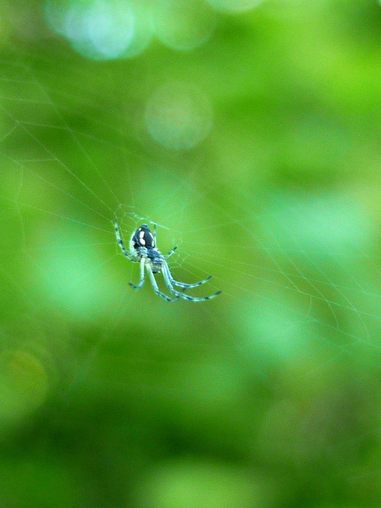 Spider spider burning bright (blue) by countrylassie
