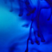 2015-09-24 blue nightmare by mona65