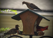 24th Sep 2015 - Busy feeder again today.  At least the one on top is not sliding off.  :-)