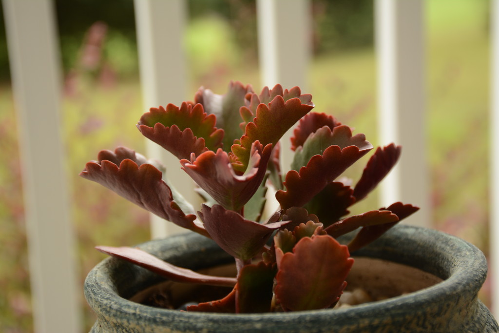 A healthy succulent, 50mm sooc by thewatersphotos