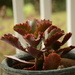 A healthy succulent, 50mm sooc by thewatersphotos