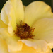 Yellow Rose by ingrid01