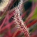Ornamental Grass by paintdipper
