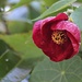 Last Blossom of the Season on Our Flowering Maple by markandlinda