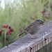 White-Crowned Sparrow by markandlinda