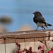 Our First Black Phoebe by markandlinda