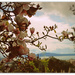 Magnolia to Rangitoto... by julzmaioro