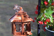 25th Sep 2015 - Bird Feeder Squirrel