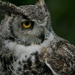 portrait of a great horned owl by quietpurplehaze