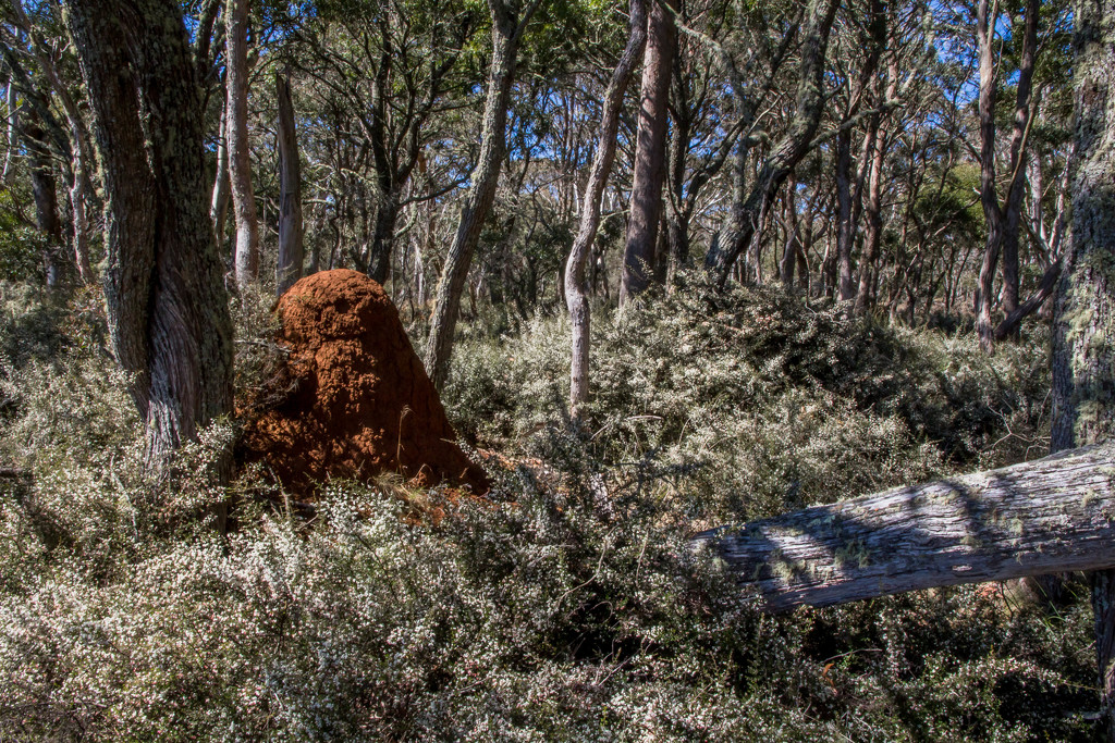 termite mound in wildflowers by pusspup