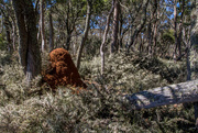 25th Sep 2015 - termite mound in wildflowers