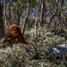 termite mound in wildflowers by pusspup