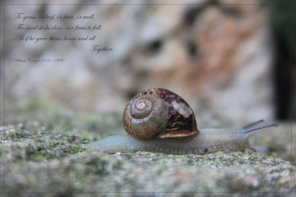 The Snail by jamibann