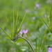 Cranesbill Seed Head by nickspicsnz