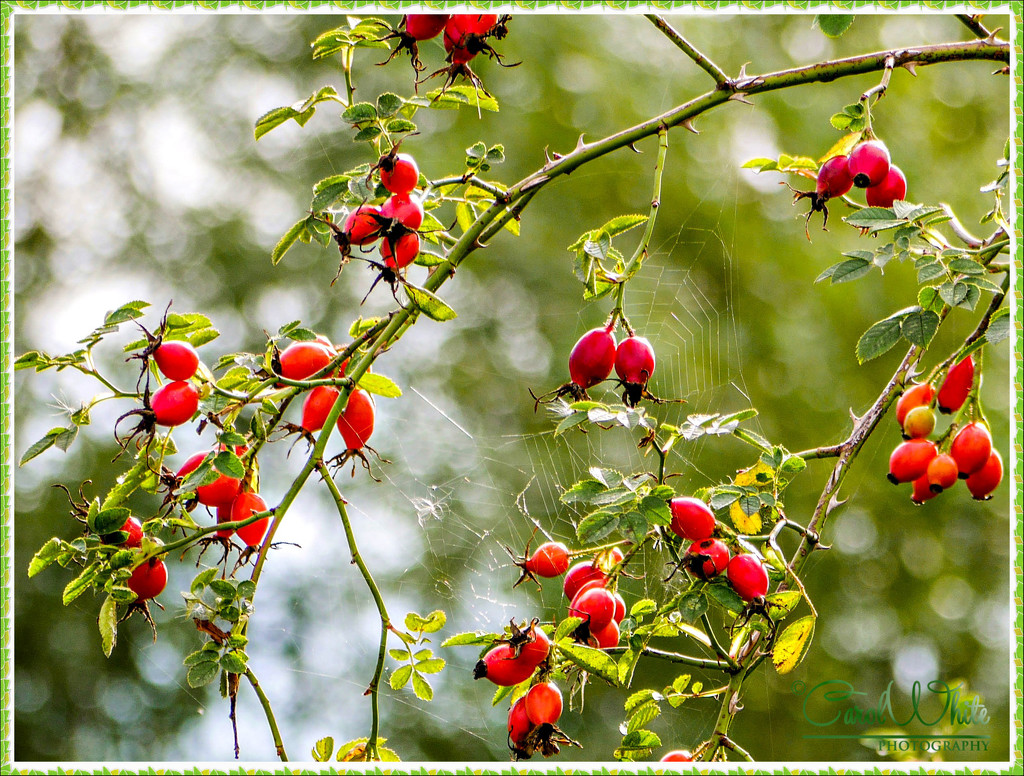 Berries,Bokeh And Web by carolmw