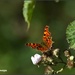 Still some butterflies about by rosiekind