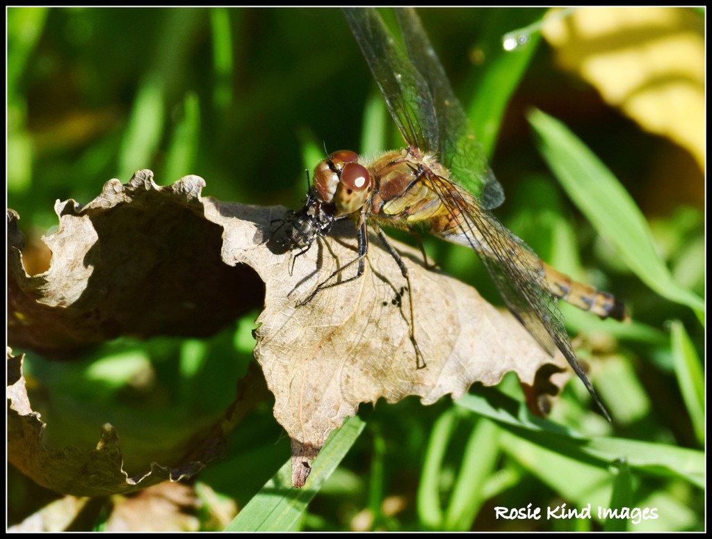 I didn't know dragonflies ate flies by rosiekind