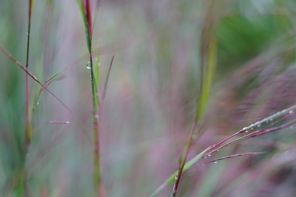 nf-sooc-2015  Day 24  Grases in the Rain by tosee