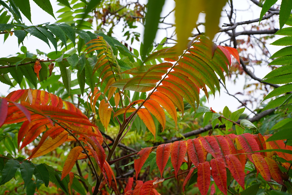 nf-sooc-2015 Day 25 Sumac A Jungle of Color by tosee
