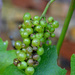 Grapes by arkensiel
