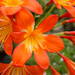 2015 09 22 Clivias by kwiksilver