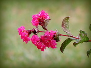 25th Sep 2015 - Happiness is raindrops on crepe myrtles flowers!