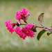 Happiness is raindrops on crepe myrtles flowers! by homeschoolmom