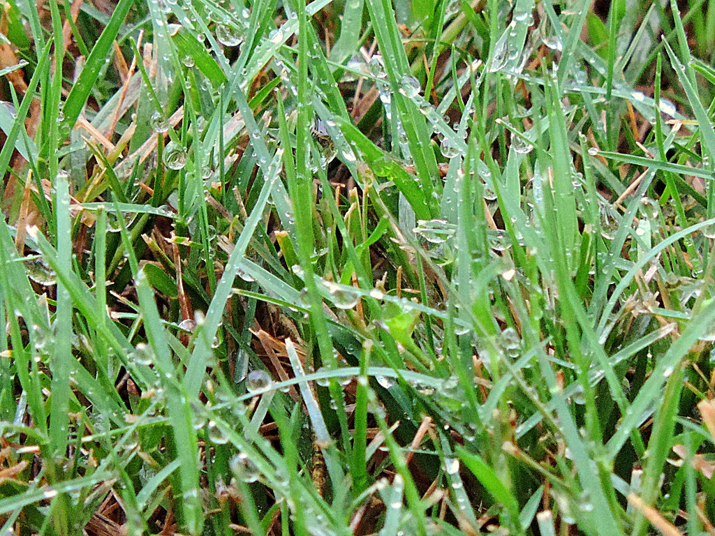 Free Lawn Watering! by homeschoolmom