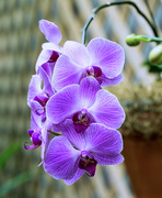 25th Sep 2015 - Purple Orchids
