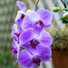 Purple Orchids by rminer